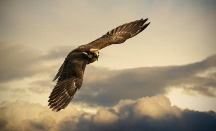 金翅大鹏羽端独胆展翅之威